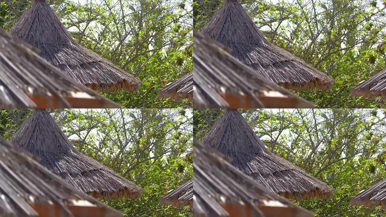 用稻草制成的屋顶被4k慢动作60fps的树木包围