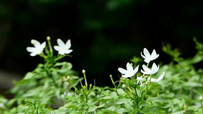 温暖阳光下的白色茉莉花