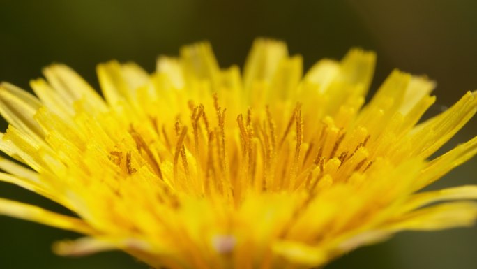 苦苣菜花初立春分实拍镜头