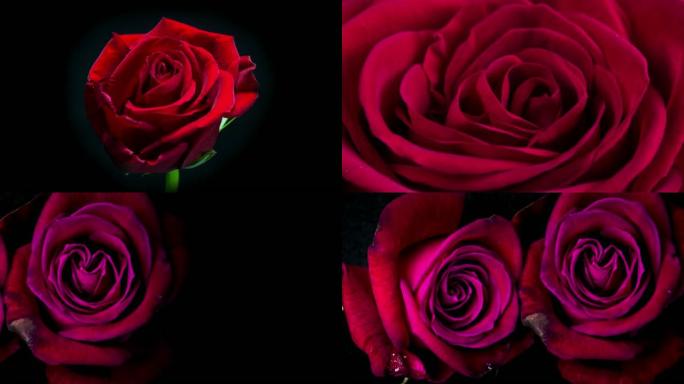 美丽盛开的红玫瑰镜头蒙太奇