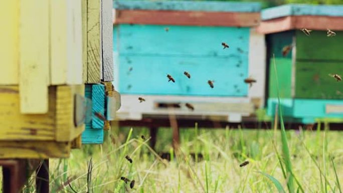 蜜蜂整天在温暖的天气里把蜂蜜带到蜂箱里。