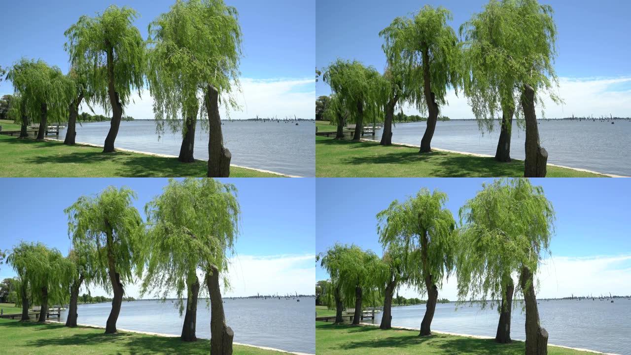 公园内河边的柳树