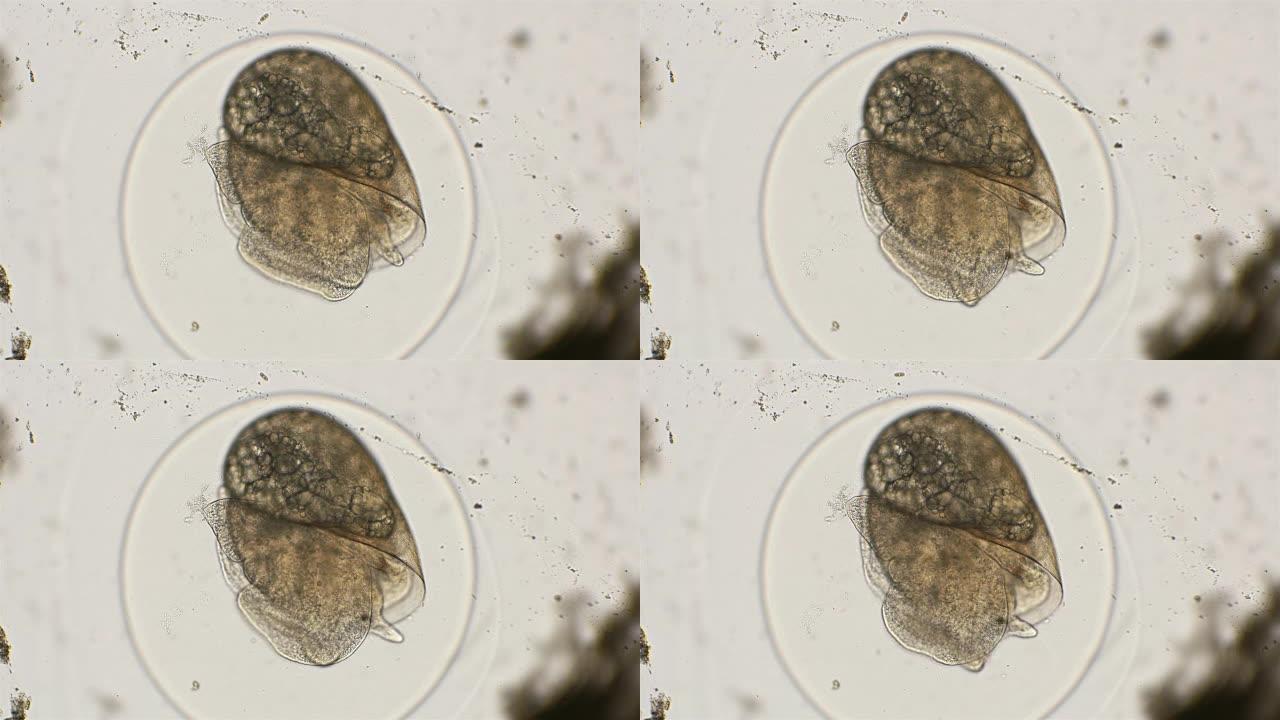 蜗牛胚胎，在显微镜下