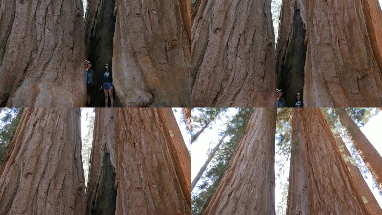 美国加利福尼亚州红杉国家公园的巨型红杉树