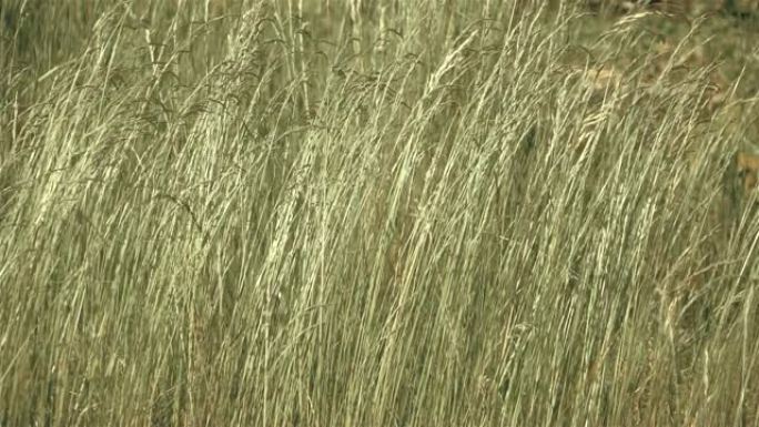 慢动作中的长草在风中摆动250fps