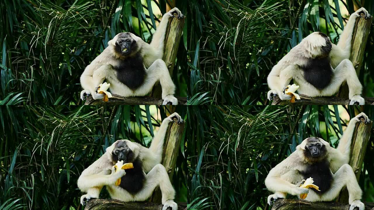 长臂猿吃香蕉。