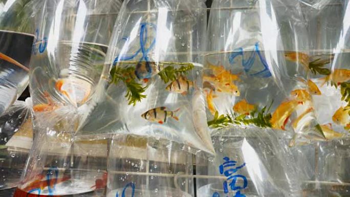 旺角街市封闭装有热带鱼的塑料袋