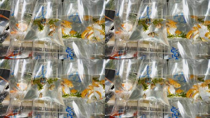 旺角街市封闭装有热带鱼的塑料袋