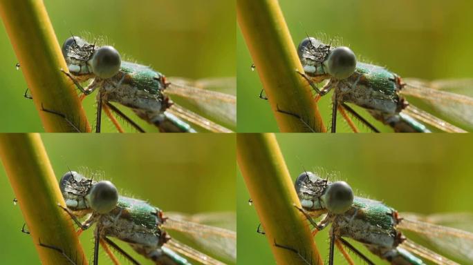 绿蜻蜓莱斯特斯树妖。