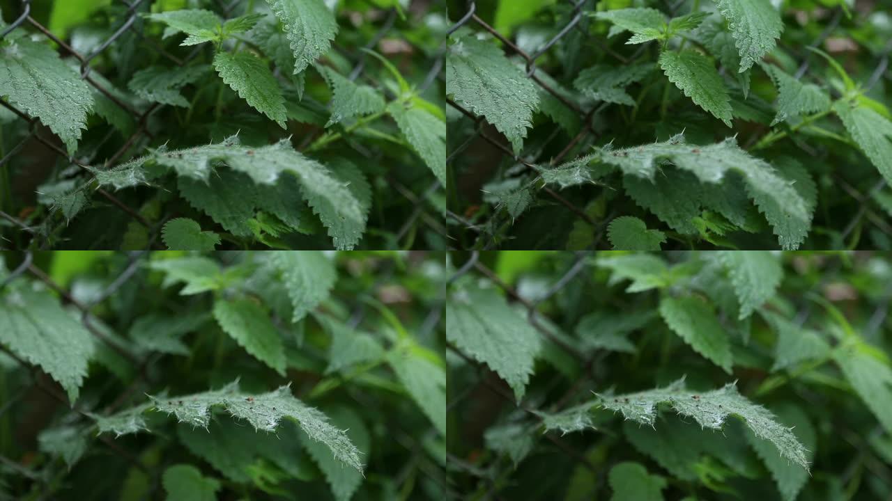 雨滴滴在荨麻叶上