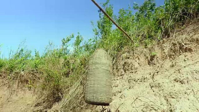 倾斜一个圆柱形的捕鱼器，该捕鱼器由对开的竹条制成，用于在河岸上用竹棍钓鱼。