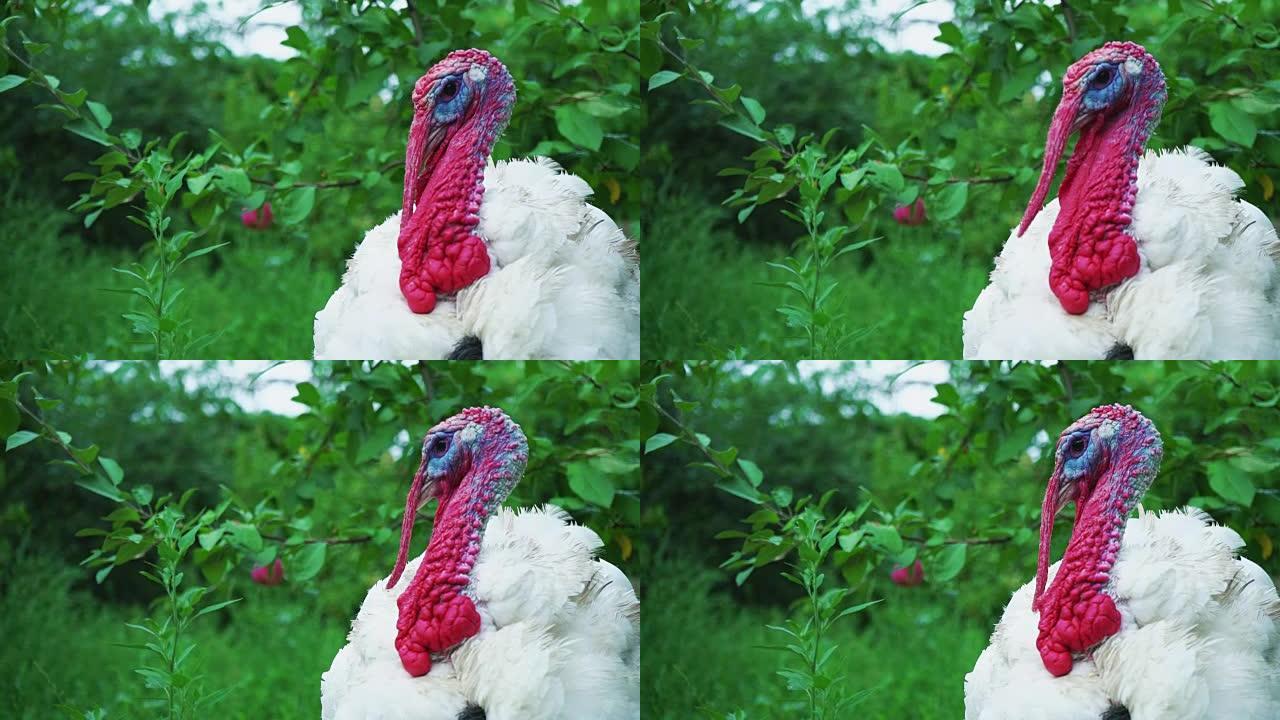 白色火鸡在鸟的院子里，头特写。住美丽的火鸡。土耳其度假