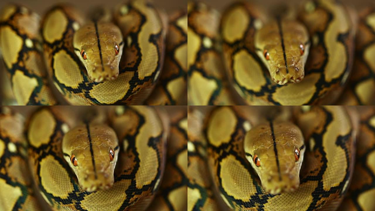 蟒蛇野蛇睡在挂在野河上的树上的手持摄像机移动镜头。树上蟒蛇的轮廓。