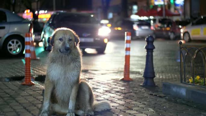 无家可归的狗晚上坐在城市街道上，以过往的汽车和人为背景