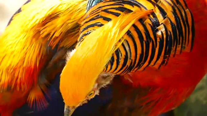 华丽优雅的中国红色金鸡雄性，室外金鸡。令人眼花缭乱的英俊的野生异国鸟，在真实的大自然中有着壮观的羽毛