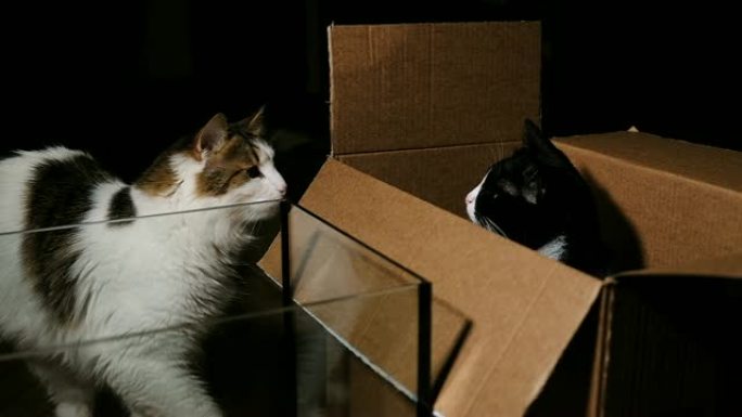 猫用爪子打在脸上的有趣反应-盒子里打架，慢动作