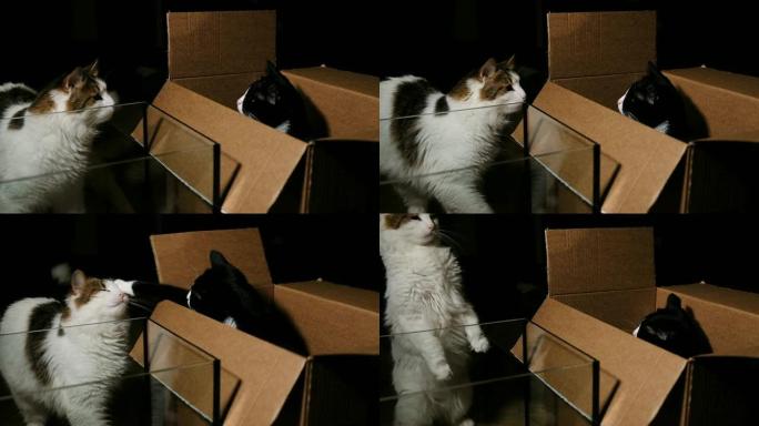 猫用爪子打在脸上的有趣反应-盒子里打架，慢动作