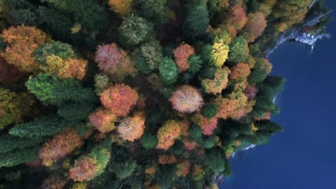 蓝水鸟瞰图湖岸秋季森林中的五彩树
