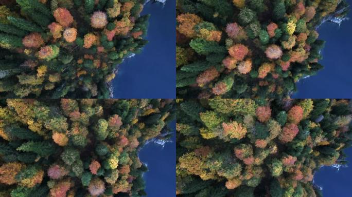 蓝水鸟瞰图湖岸秋季森林中的五彩树
