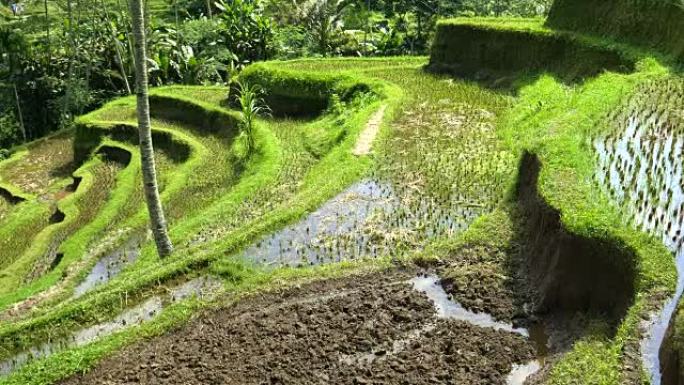 巴厘岛tegalang的水稻梯田高平移镜头