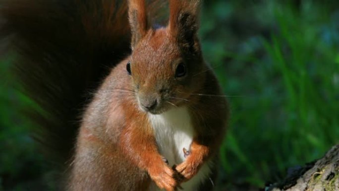 春季期间，单红松鼠坐在森林的树枝上