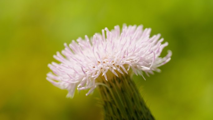 粉色刺儿菜花朵卉春天实拍空镜头