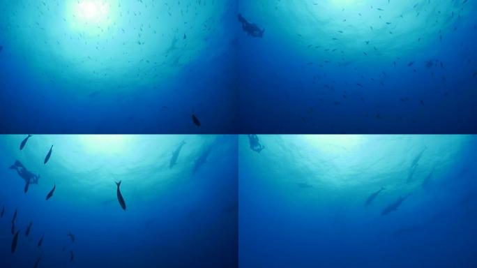 在加拉帕戈斯的水肺潜水中遇到野生海豚