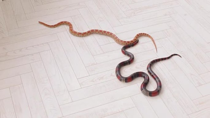 两条蛇在白色的木地板上爬行。蛇。