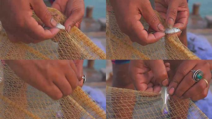 渔夫手从网中取出鱼