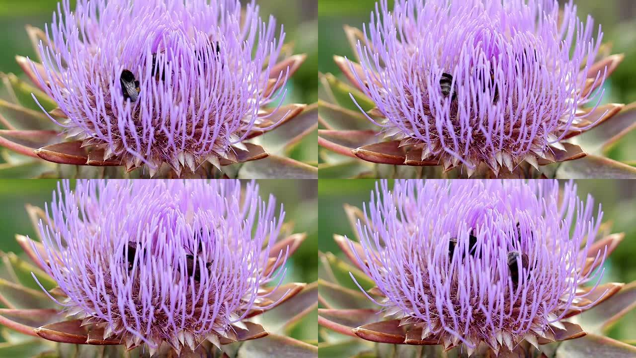 大黄蜂在菊芋上收集花粉和花蜜。晴天，微风轻拂。