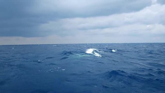 小鲸鱼在远离非洲大西洋海岸的帆船上看