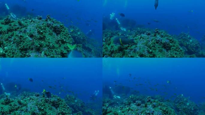 海底礁的黄尾鱼和墨西哥猪鱼