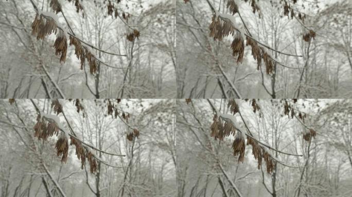 公园里雪树。下雪的天气
