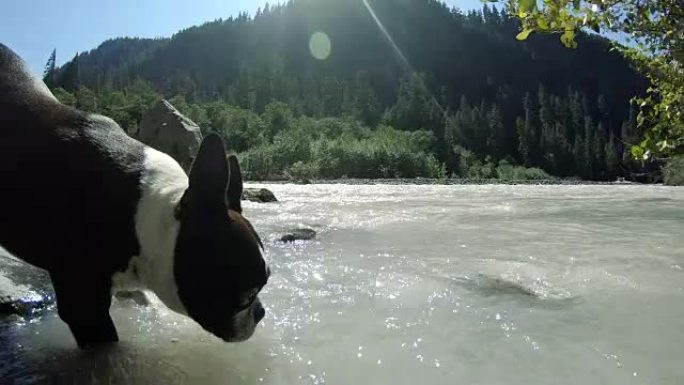 波士顿梗犬在大自然中饮用白色河水