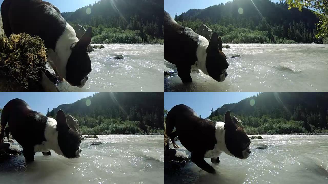 波士顿梗犬在大自然中饮用白色河水