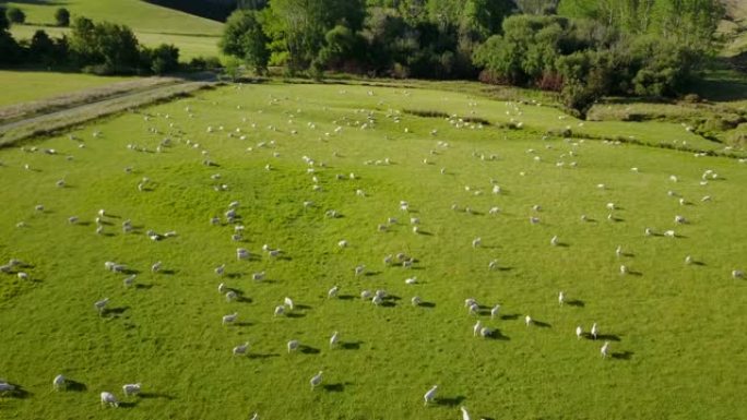 新西兰南岛夏季在绿色草地上放牧的绵羊的鸟瞰图。畜牧业。