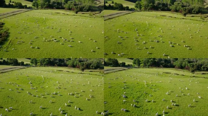 新西兰南岛夏季在绿色草地上放牧的绵羊的鸟瞰图。畜牧业。
