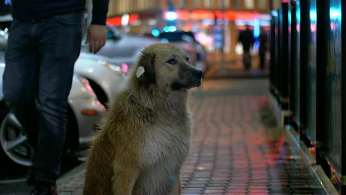 无家可归的狗晚上坐在城市街道上，以过往的汽车和人为背景