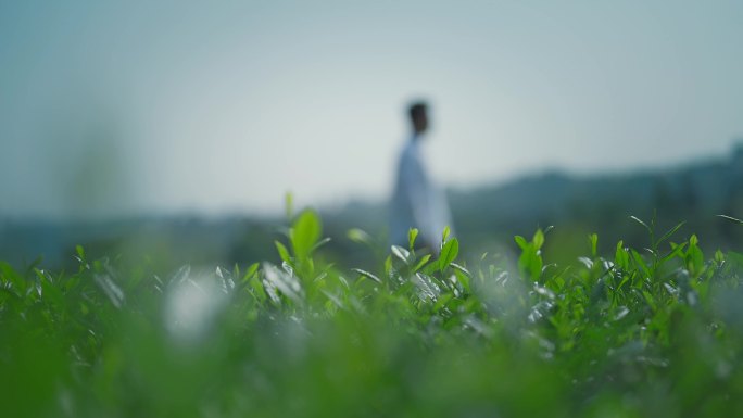 男士走在茶园 茶园意境素材 乡村旅游