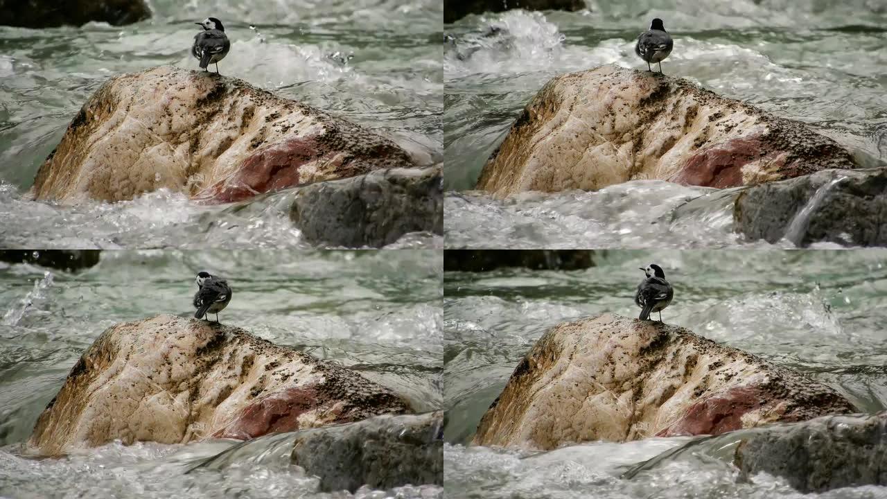汹涌的河流中的岩石上的小鸟