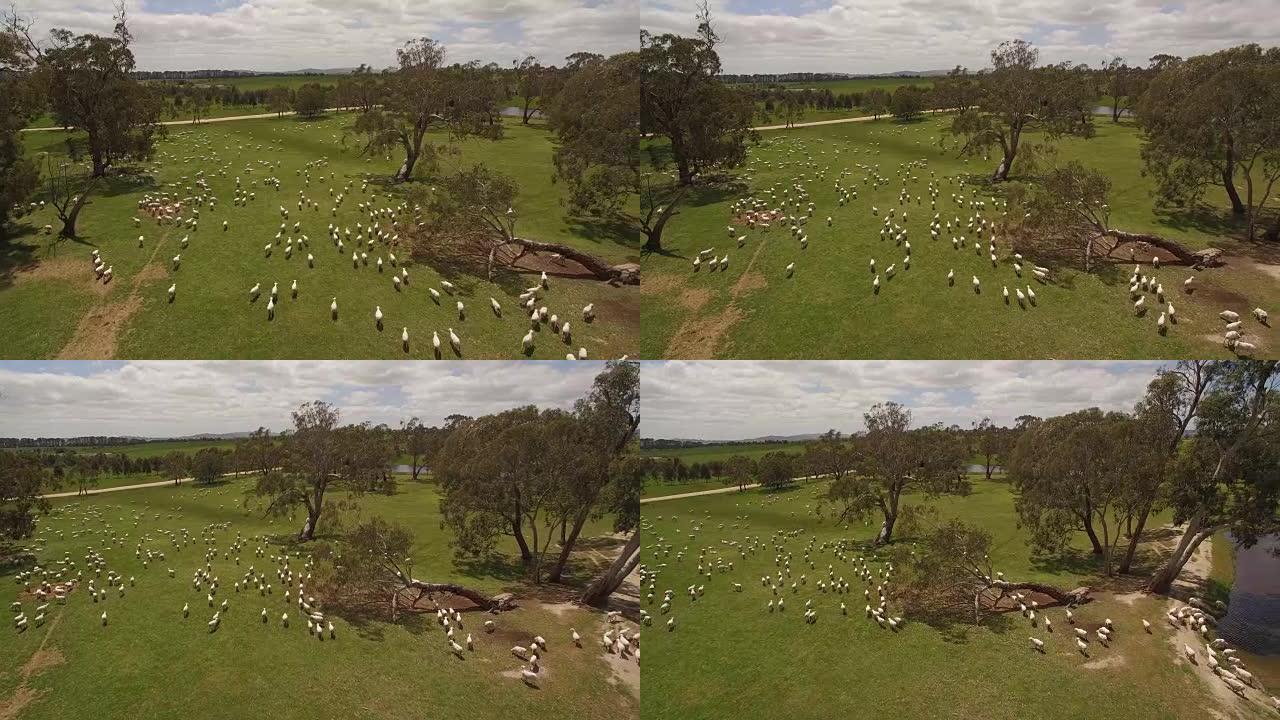 在澳大利亚农场的绿色围场中，绵羊带着无人机