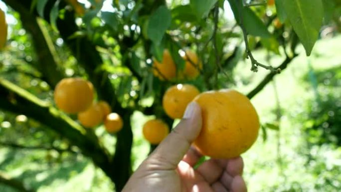 特写手收获柑橘类水果。