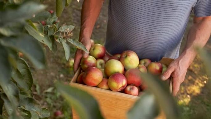 苹果秋收，生态农场。收割红苹果的盒子，特写，动态视频，丰收节