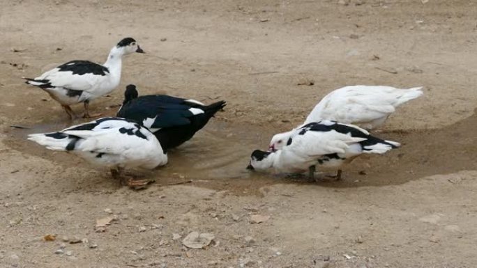 黑白鸭高清视频，可爱的国产黑白村鸭，一个村鸭头的特写，白黑鸭，自然环境下的鸭子，