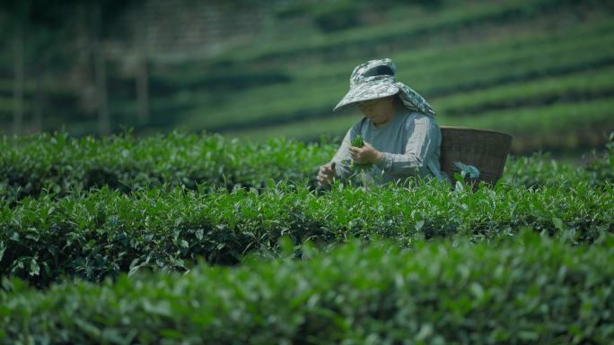 茶农采茶 采茶女 茶园采茶 茶山 茶农