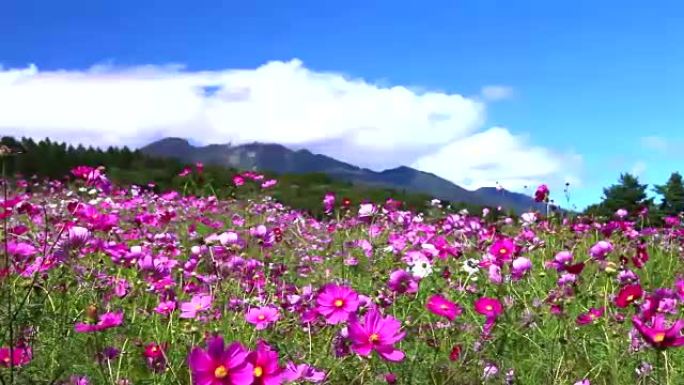 日本风景