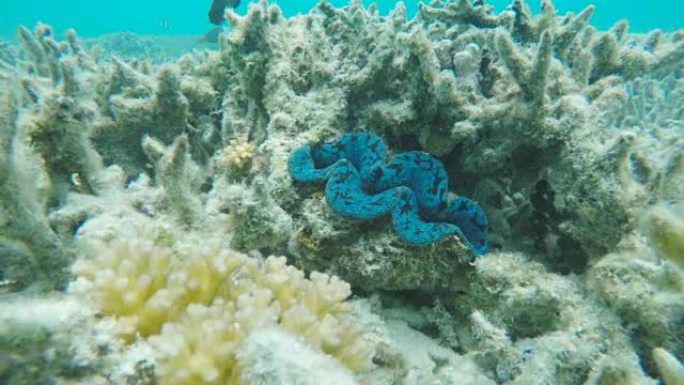 苍鹭岛上礁石上的tridacna蛤