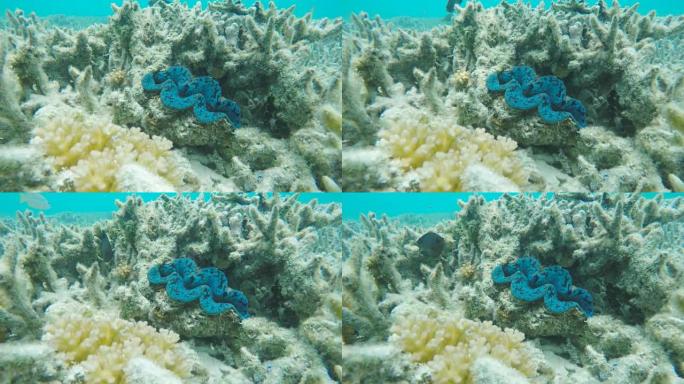 苍鹭岛上礁石上的tridacna蛤