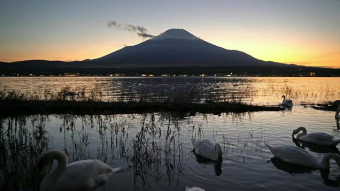 日落时在山中湖反射富士山的白天鹅。日本山梨