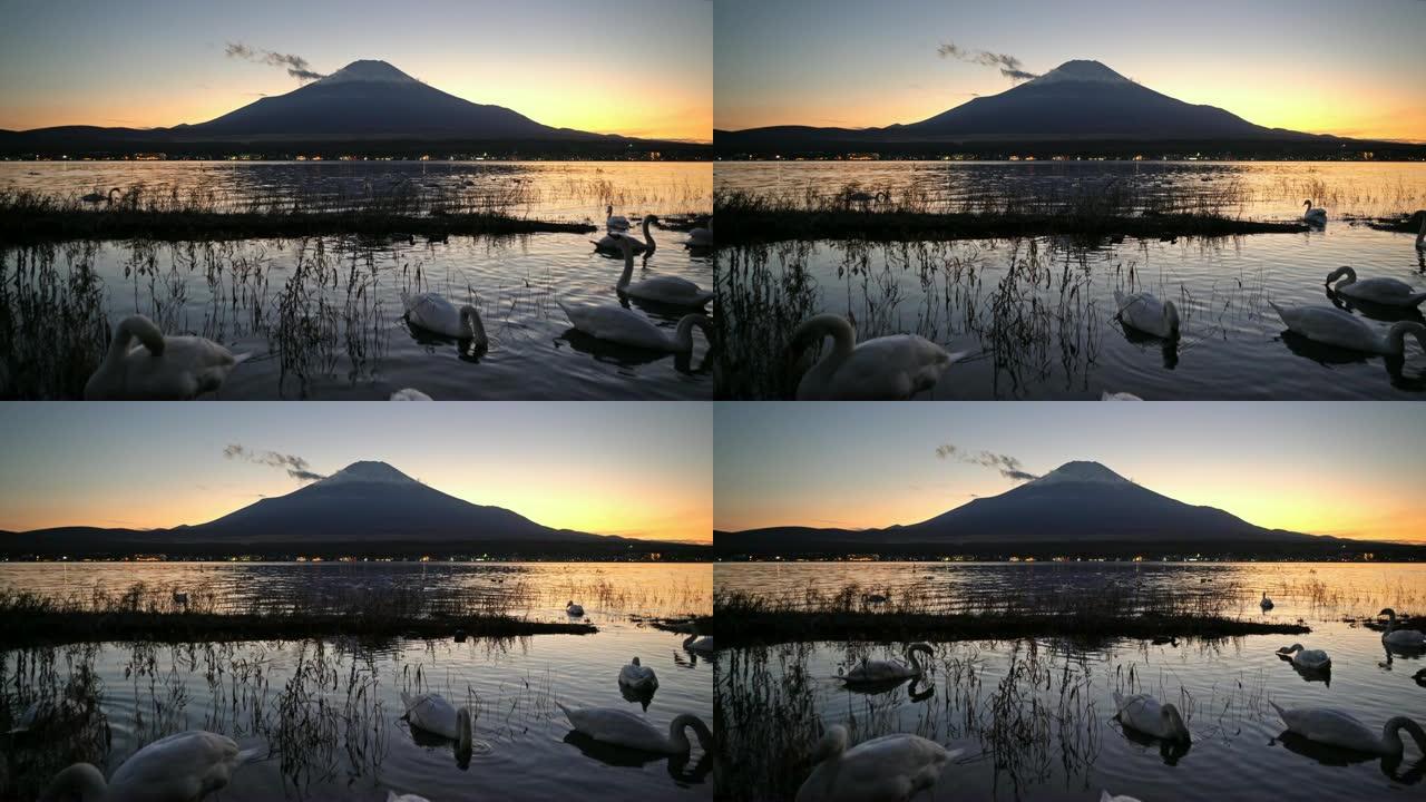 日落时在山中湖反射富士山的白天鹅。日本山梨